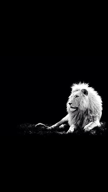 Black Lion, Animal HD phone wallpaper