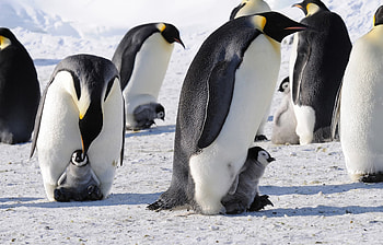 Animals, Pinguins, Flock, Arctic, Imperial HD wallpaper