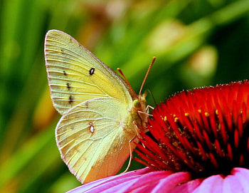 Sunlight wings, sunlight, garden, fresh, touch, pink, butterfly, animals, flower, green, yellow, red, fly HD wallpaper