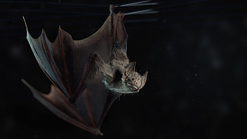 Vampire bat, Detailed artwork, Intriguing creature, Dark and captivating HD wallpaper