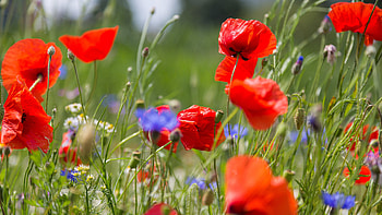 Poppies, nature, poppy, flower HD wallpaper