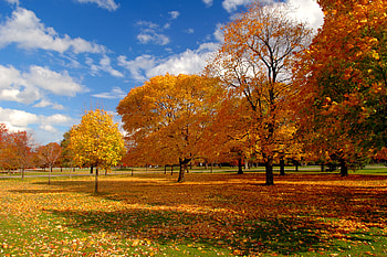 Autumn forest, field, fall, nature, forest, tree HD wallpaper