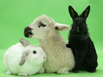 cute friends, bunnies, animals, cute, friends, lamb HD wallpaper