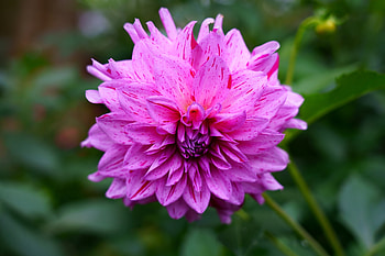 Pink Dahlia, Macro, Leaves, Flower, Bokeh HD wallpaper