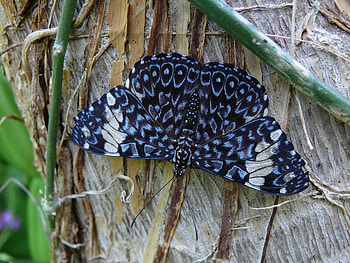 Red Cracker Butterfly, bark, butterfly, vine, tree HD wallpaper
