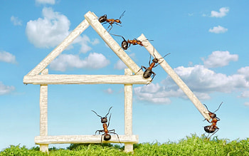 A new home, blue, lolita777, white, situation, creative, fantasy, green, ant, funny, insect, home HD wallpaper