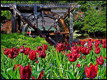 tulips, nature, butchart gardens, red HD wallpaper