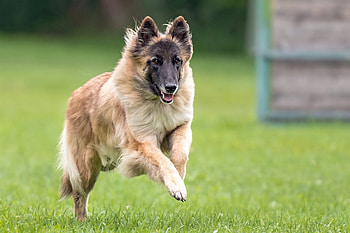Jump, Belgian Tervuren HD wallpaper