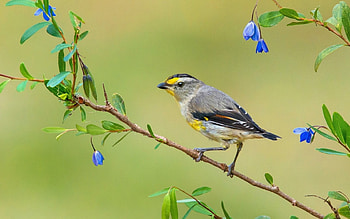 Bird, blue, grey, yellow, flower, green HD wallpaper