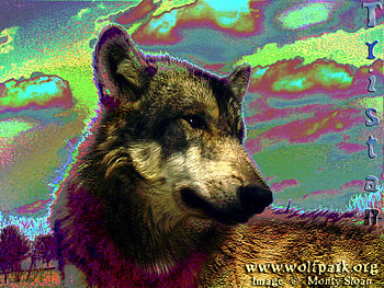 Cool Wolf Colors, grey wolves, animals, tristan the wolf, dogs, wolf graphy HD wallpaper