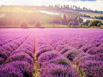 Loveliest places, See lavender in London, London lavender fields, Nature's delight HD wallpaper