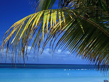 Plants, Landscape, Sea, Palms HD wallpaper