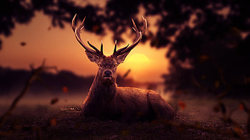 Reindeer Morning , reindeer, artist, artwork, digital-art, artstation HD wallpaper