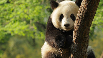 panda , Stunning nature scenes, High-quality , Nature's beauty HD wallpaper