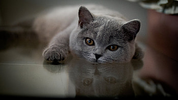 Reflection, British Shorthair HD wallpaper