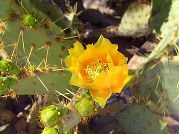 Cactus flower, flowers, cactus HD wallpaper
