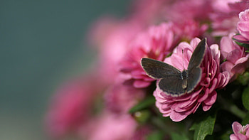 Flower, Macro, Beautiful, Flight, Butterfly HD wallpaper