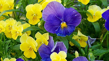 Pansies, blue, yellow, nature, flowers HD wallpaper