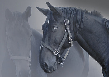 waiting in the fog, fog, horse, black HD wallpaper