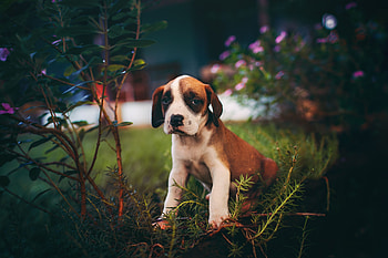 Animals, Dog, Nice, Sweetheart, Puppy, Is Sitting, Sits HD wallpaper