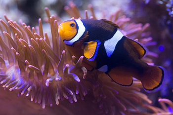 Clownfish, Sea life Munich HD wallpaper
