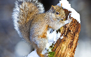 Animals, Squirrel, Snow, Wood, Tree, Animal, Climb HD wallpaper