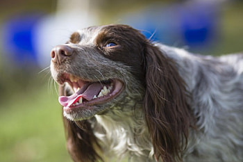 Dog, sweet, animal, dogs, cute, beautiful, puppys, puppy, pretty, animals, lovely HD wallpaper