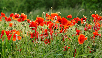 Flowers, Poppies, Summer, Blur, Smooth, Greens, Field HD wallpaper