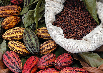 Cocoa sector, Ghana and Cte d'Ivoire, Kit Royal Tropical Institute, Insights and analysis HD wallpaper