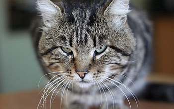 Animals, Background, Cat, Eyes HD wallpaper