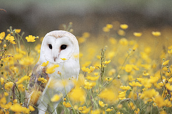 Animals, Owl, Bird, Predator, Barn Owl, Ordinary Sipha HD wallpaper