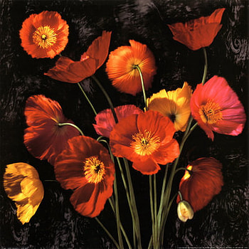 poppy, summer, red, yellow HD wallpaper