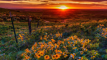 Balsamroot Sunset, usa, oregon, blossoms, flowers, sky, sun, landscapw HD wallpaper