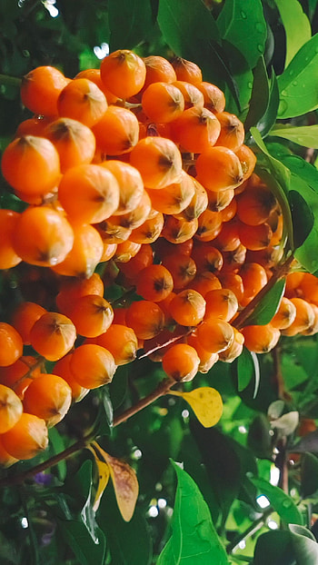 Natural, beautiful, beauty HD phone wallpaper