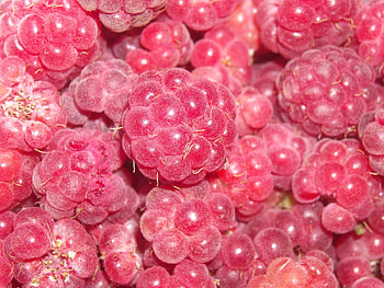 Fruits, Food, Background, Raspberry, Berries HD wallpaper