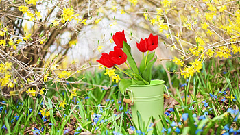 Springtime bliss, Scenic beauty, Blossoming trees, Delicate petals HD wallpaper