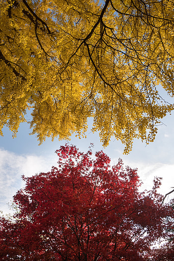 Nature, Trees, Autumn, Foliage, Autumn Colors, Autumn Paints HD phone wallpaper