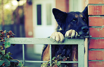 Animals, Dog, Muzzle, Sheepdog, Sheep Dog, Waiting, Expectation HD wallpaper