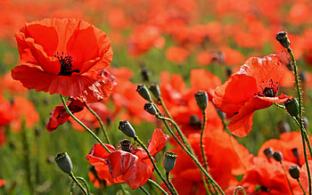 Poppies, flowers, nature, red HD wallpaper