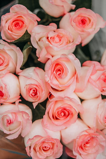 A close-up view of a stunning bouquet of pastel pink roses in full bloom, perfect for floral decor. HD phone wallpaper
