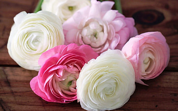 Plants, Flowers, Roses HD wallpaper