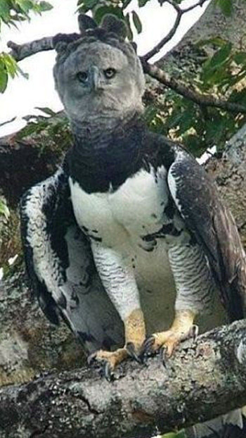 Medieval-inspired harpy eagle, Birds of prey dedication, Awe-inspiring avian beauty, Nature's marvels HD phone wallpaper