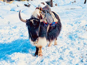 Yak safari, Enthralling ride, Sikkim tourism, Gangtok experience HD wallpaper