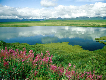 Nature, Flowers, Grass, Mountains, Lake, Shore, Greens, Shores, Alaska HD wallpaper