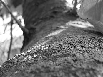 tree, autumn, leaf, black and white HD wallpaper