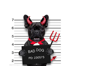Bad dog, animal, dog, halloween, cute, funny, caine, demon HD wallpaper