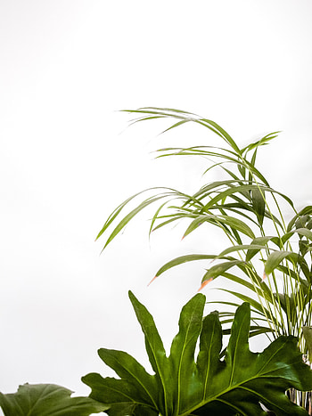Plants, Leaves, Minimalism, Decorative HD phone wallpaper
