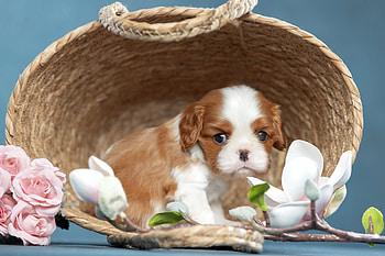 ღ, Dog, Basket, Animal, Puppy HD wallpaper