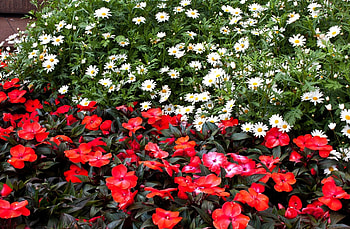 Flowers, Camomile, Flower Bed, Flowerbed, Balsams, Balsamins HD wallpaper