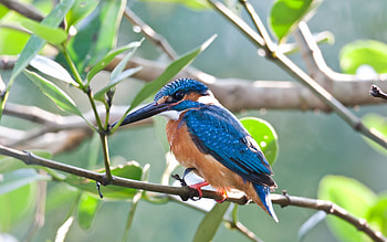 Kingfisher, Vibrant plumage, Aquatic bird, Skilled diver HD wallpaper